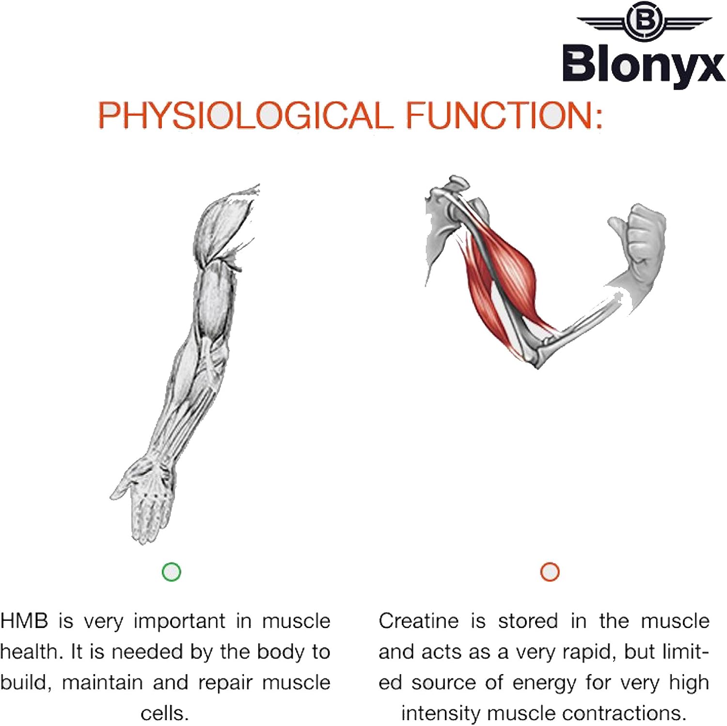پودر کراتین و HMB Blonyx